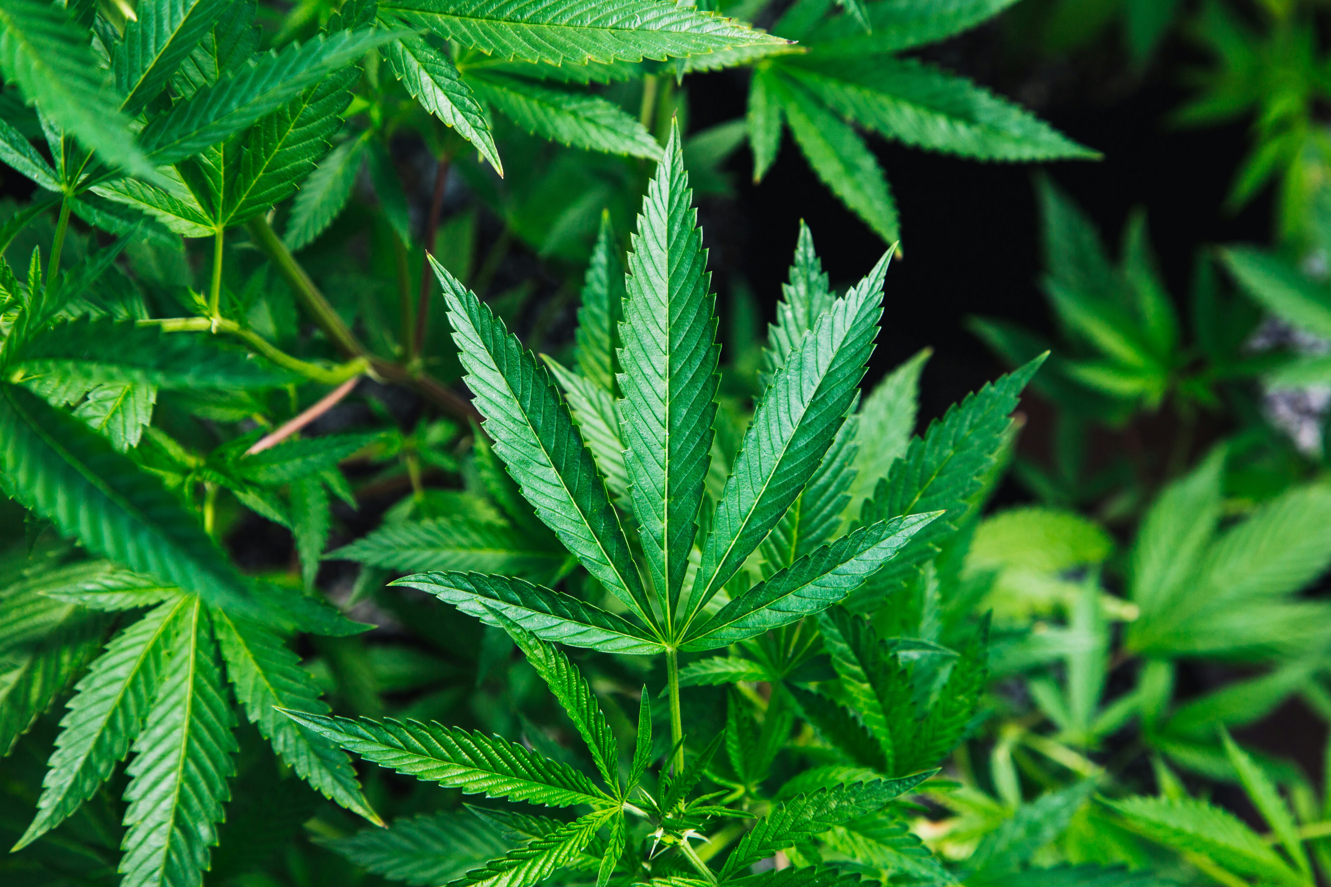 Giornata Mondiale della Cannabis