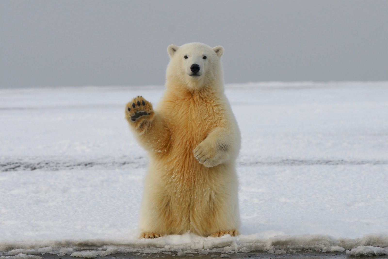 Immagine di Giornata mondiale degli animali
