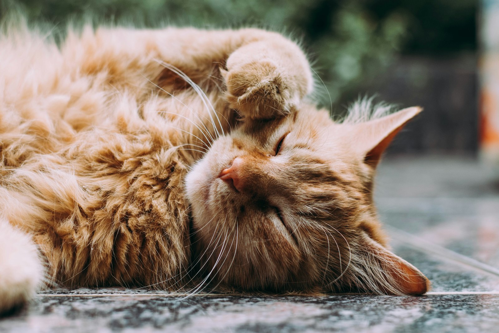 Giornata internazionale del gatto