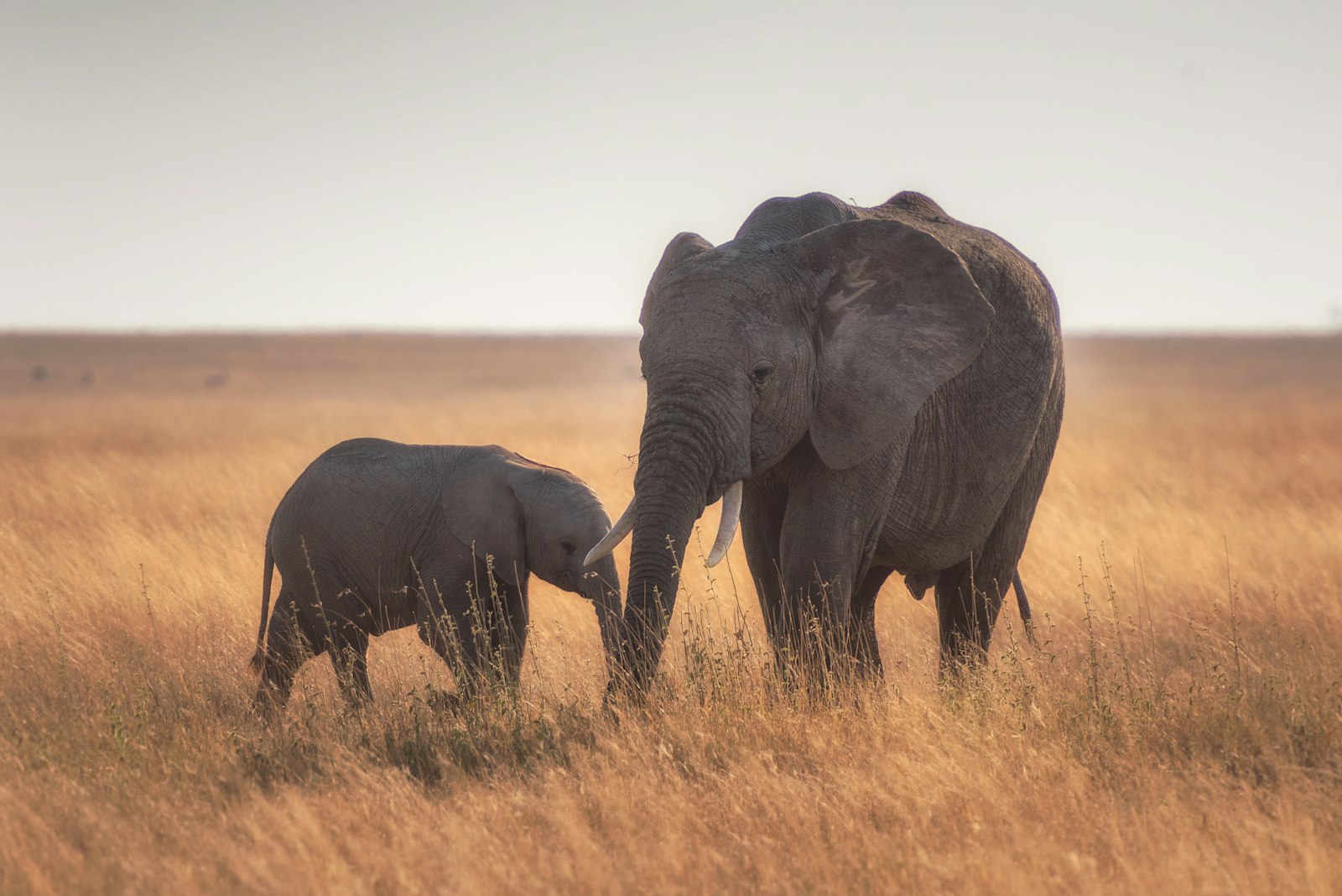 Giornata Mondiale dell'Elefante