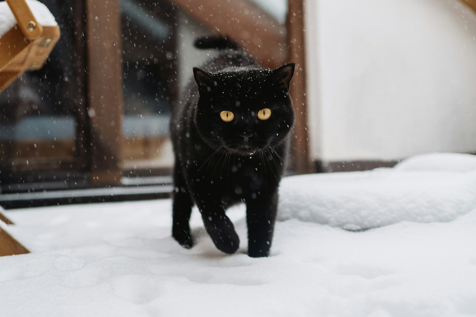 Giornata Internazionale del Gatto Nero