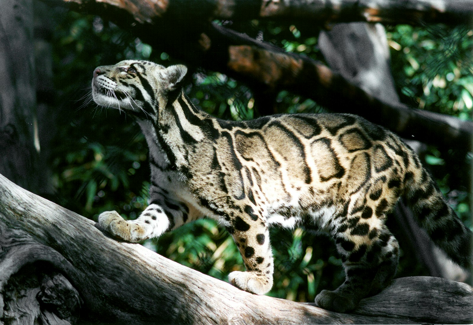Giornata Internazionale del Leopardo Nebuloso